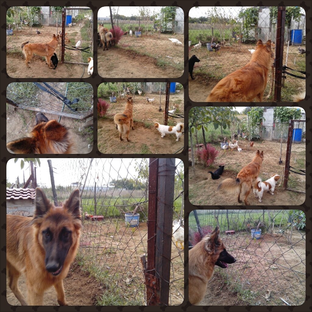 PhotoGrid_1380279823755