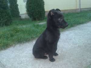 NOVA