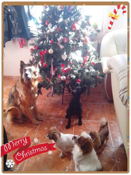 PhotoGrid_1419418060680